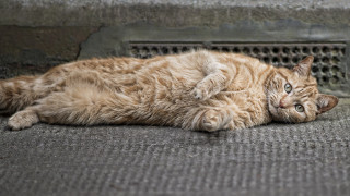 Cat lying ground open eyes - photography free wallpaper