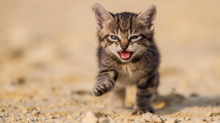 Kitten walking sandy ground open - sandy free wallpaper