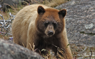 Brown bear rocky hillside wildlife - hillside free wallpaper