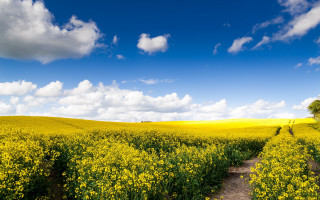 Yellow flower field dirt path 3 - a dirt path free wallpaper