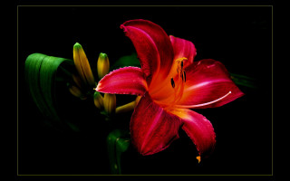 Red flower yellow stamens black - a green stem free wallpaper for desktop