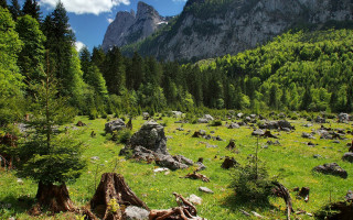 Grassy field trees rocks mountain - the background and a mountain in the distance free wallpaper