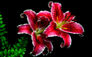 Red berry flower leaf food 2 - a black background behind free wallpaper