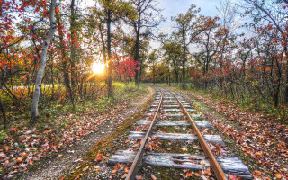 Autumn forest train tracks leaves - red leaf free wallpaper