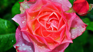 Pink rose water droplets macro 27 - a pink rose free wallpaper