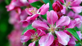 Pink flower closeup bokeh leaves 3 - a pink flower free wallpaper