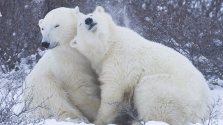 Polar bears snow ecological art 2 - two polar bear free wallpaper
