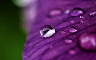 Purple flower water droplets macro 36 - a purple flower free wallpaper for desktop
