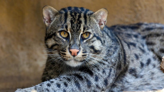Sad cat laying rock outside - an illustration free wallpaper