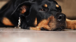 Dog shiba inu cushion chain - a chain free wallpaper