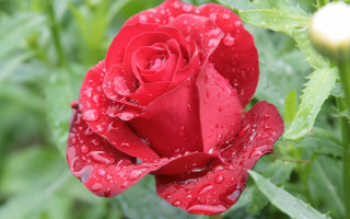 Red rose water droplets macro 24 - a green stem free wallpaper for desktop