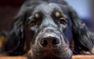 Dog face nose on table - hyperrealism free wallpaper