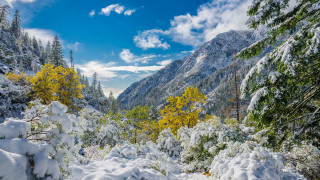 Snowy mountain trees bushes blue - cloud above free wallpaper