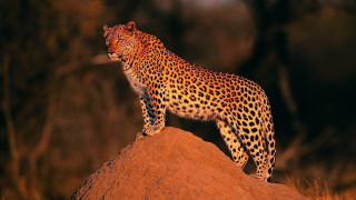 Leopard rock night eyes closed - a tail free wallpaper