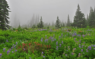 Flower field foggy nature matte - the sky above them free wallpaper