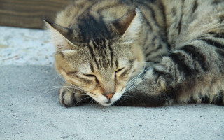 Cat sleeping paws blurry photorealistic - closed free wallpaper
