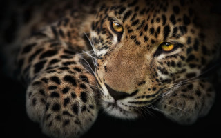 Leopard yellow eye black background - a yellow eye free wallpaper