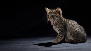 Small kitten yawning black background - its mouth open free wallpaper