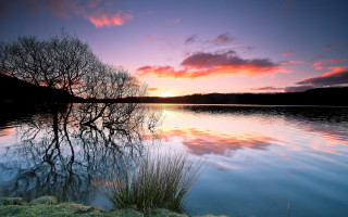Tree water sunset pink clouds - andrew geddes free wallpaper