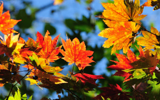 Autumn leaves blue sky nature - naturalism free wallpaper