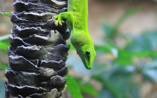 Green lizard tree foliage macro - a green lizard free wallpaper