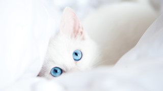 White cat blue eyes peeking 3 - white sheet free wallpaper