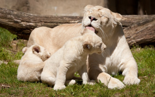 Lion cubs playing grass log - the grass free wallpaper