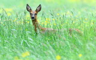 Deer curious in field with - a deer free wallpaper