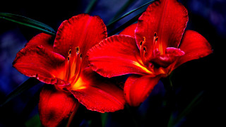 Red flowers water droplets macro 7 - vivid free wallpaper