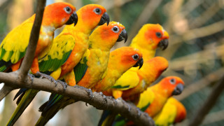 Colorful birds tree branch zoo - colorful bird free wallpaper