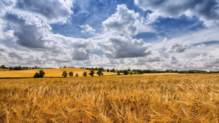 Wheat field cloudy sky trees - heavy free wallpaper