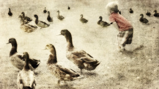 Child ducks grass boy beach - drew tucker free wallpaper