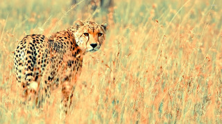 Cheetah tall grass looking camera 2 - a cheetah free wallpaper