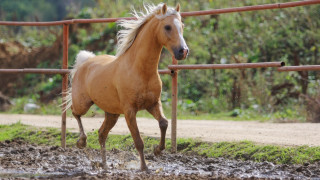 Horse running muddy field fence - muddy free wallpaper