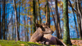 Goat lying in forest bokeh - a goat free wallpaper