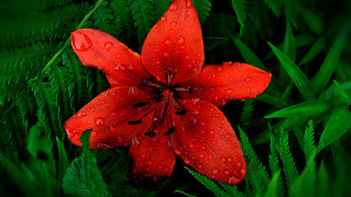 Red flower water droplets green 9 - green background free wallpaper