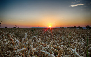 Wheat field sunset clouds bernd - heavy free wallpaper