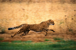 Cheetah running field grass dirt - a blurry background of grass and dirt free wallpaper