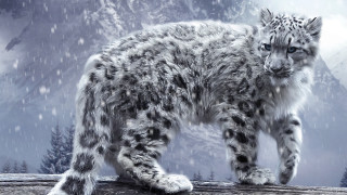 Snow leopard log snow mountain - photoreal free wallpaper