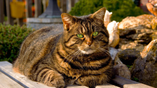 Cat garden bronze sculpture plant - rock free wallpaper for desktop