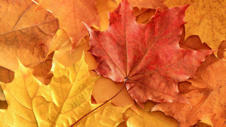 Leaf branch autumn puzzle parasol - a red center free wallpaper
