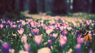 Flower field bee bokeh blurry - a field of flowers free wallpaper for desktop