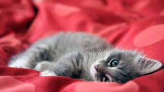 Small kitten red blanket blue - a red blanket free wallpaper