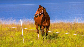 Horse field fence water australian - rule free wallpaper