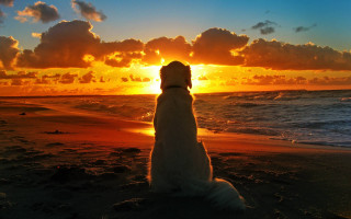 Dog beach sunset ocean clouds 3 - sense of awe free wallpaper