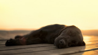 Dog sunlit wooden deck eyes - a wooden deck free wallpaper