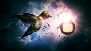 Hummingbird lantern star night sky - a hummingbird free wallpaper