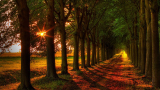 Sunlit forest path autumn nature - sunlight free wallpaper for desktop
