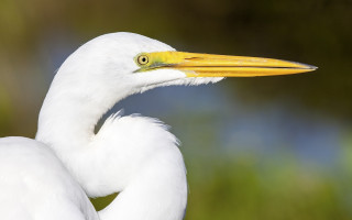 White bird yellow beak green - a long neck free wallpaper
