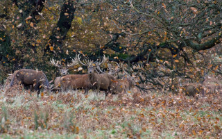 Elk field puzzle award forest - daarken free wallpaper